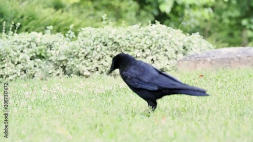 Grand Corbeau (Corvus corax) marchant sur une pelouse desséchée pendant la canicule dans un parc urbain