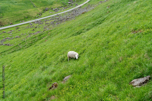 Lone sheep grazing on steep green hillside in rural countryside