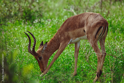 Tablou pe pânză Profile of an impala eating grass in the bushveld