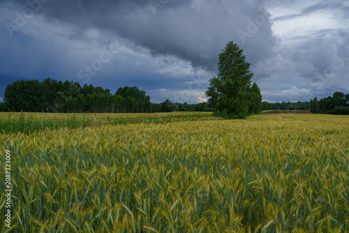 field of wheat and cloudy sky