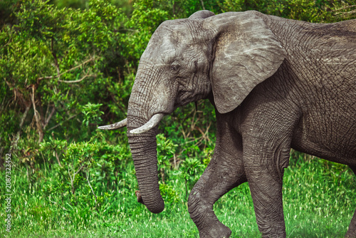 Bild auf Leinwand Majestic African elephant walking through the savanna
