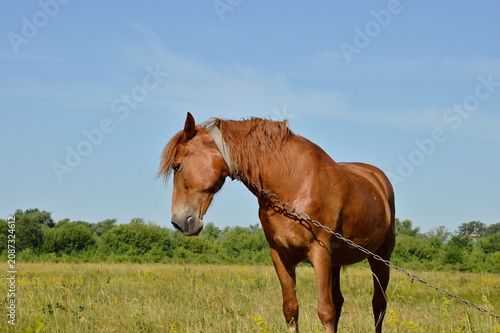 Slika na platnu Chestnut horse tethered with a chain standing in a green summer meadow