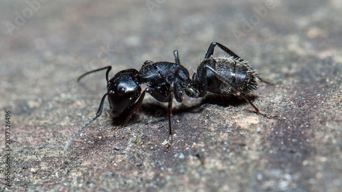 ant on the ground