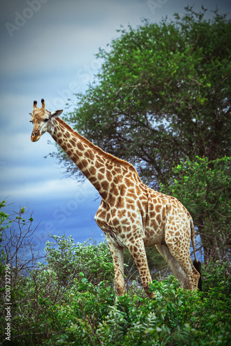 Billede på lærred Elegant giraffe standing in the African bushveld