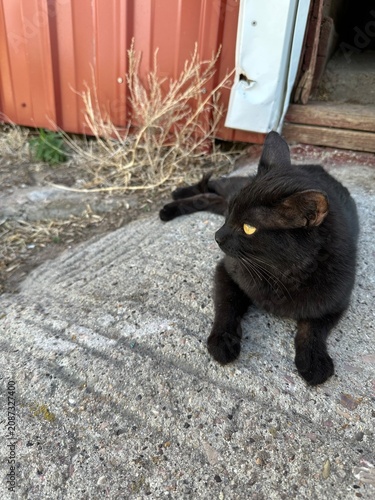 barn cat