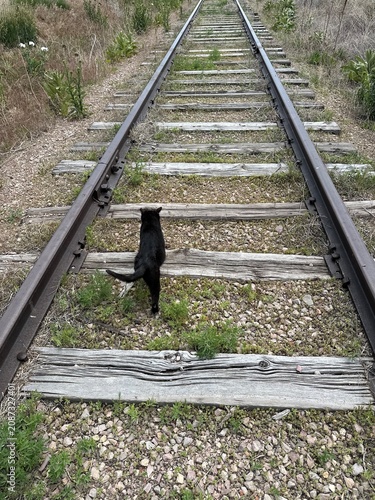 cat on the train tracks