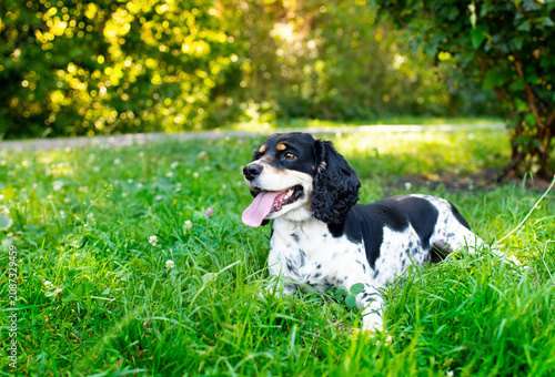 Obraz na płótnie English Cocker Spaniel dog lying in green grass on a blurred park background