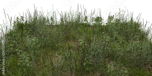 Dense Wild Grass and Shrub Vegetation Isolated on Transparent Background, Realistic Nature PNG