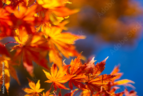 Принти на полотні Red and golden leaves create a vivid autumn landscape full of colorful seasonal texture
