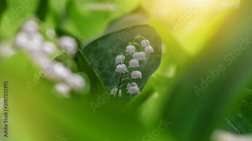 Bild auf Leinwand Lily of the valley (Convallaria majalis), blooming in the spring forest, close-u