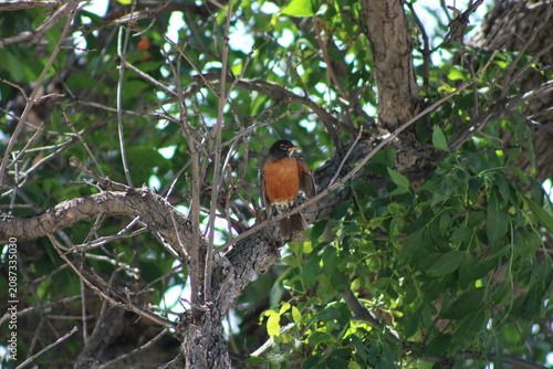 robin in the tree