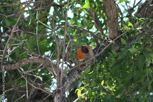 robin cleaning wing
