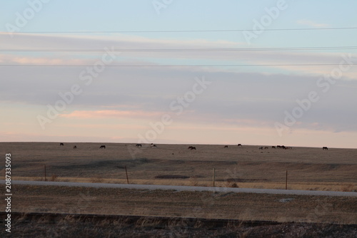 horses in the field