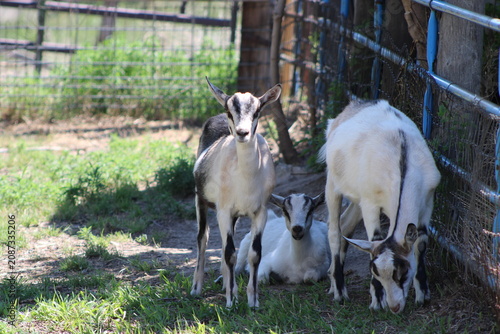 goat on a farm