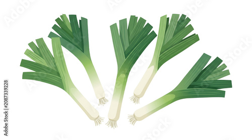 Set of Fresh Organic Leeks Isolated on White Background Vector Illustration for Healthy Food and Culinary Design