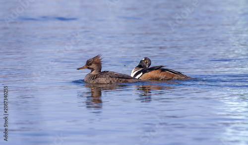 Photography The hooded merganser (Lophodytes cucullatus), pair on the lake