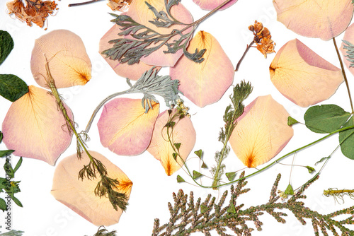 A decorative layout of pressed pink flower petals and assorted green leaves on a white background.