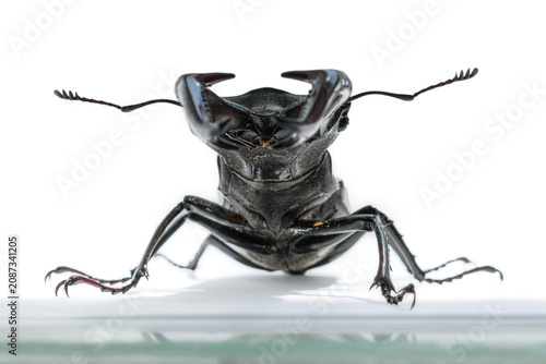 Extreme macro of male stag beetle on white background. Front eye level view of lucanus cervus with reflection