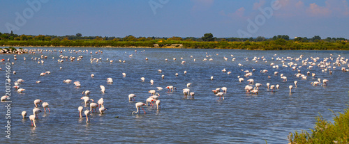 Tableau sur toile flamands roses en Camargue