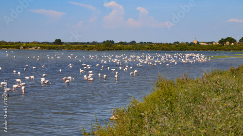Fotografie flamands roses en Camargue