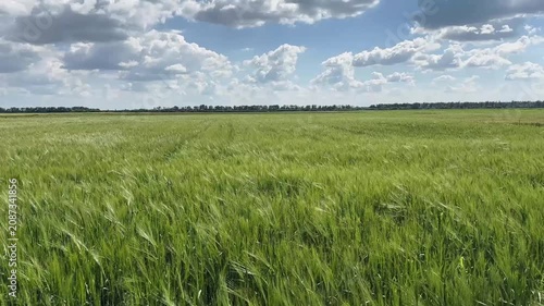 A scenic vertical shot of a lush green wheat field gently swaying in the wind under a vibrant blue sky filled with fluffy white clouds on a bright, sunny day, capturing natural beauty.