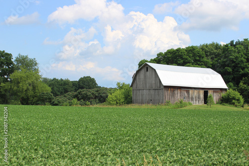 Unpainted barn with white roof behind a soybean field in Rockford, Michigan