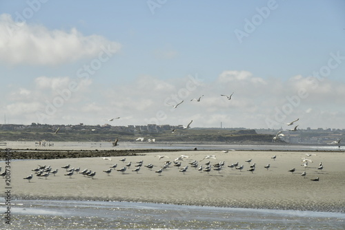 Canvastavla Mouettes sur la plage à marée basse à Ambleteuse à la Côte d'Opale (France)