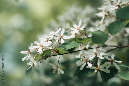 Peaceful outdoor scene featuring a serviceberry tree in peak summer bloom