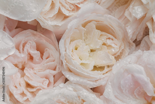 Cuadro en lienzo Close view of creamy white and blush roses with raindrops creating a dreamy flor