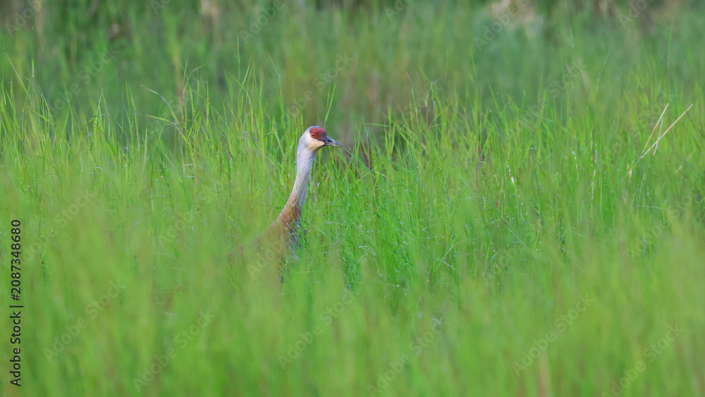 Fototapeta premium A sandhill crane with its heading popping up above green grasses