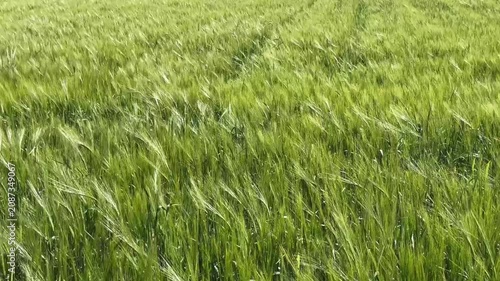 A vertical high-angle shot of a vibrant green barley field rippling and blowing under strong winds on a sunny day, showcasing textured agricultural crop movement and organic farming scenery.