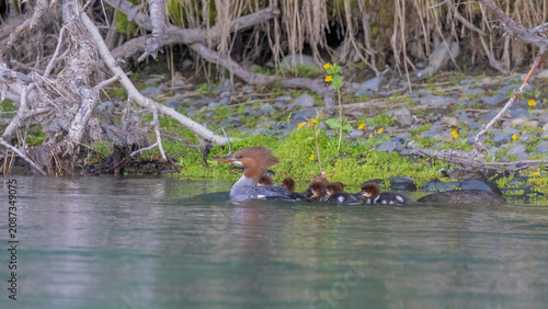 Fotografie A female common merganser keeping her babies close as she swims on a river