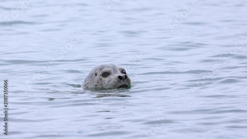 A harbor seal with its head above water looking at the camera 