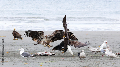 Foto Two eagles fighting over fish remains on a beach