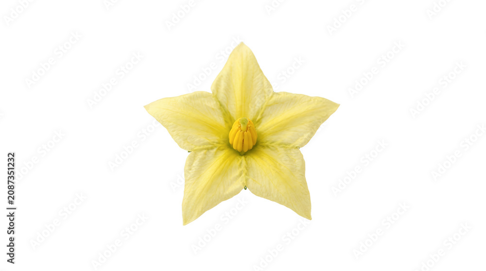 Fototapeta premium Single Yellow Star Shaped Tomato Flower Isolated on White Background for Botanical Design and Gardening Projects