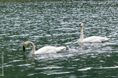 Fotografie A family of trumpeter swans with one cygnet swimming on the water