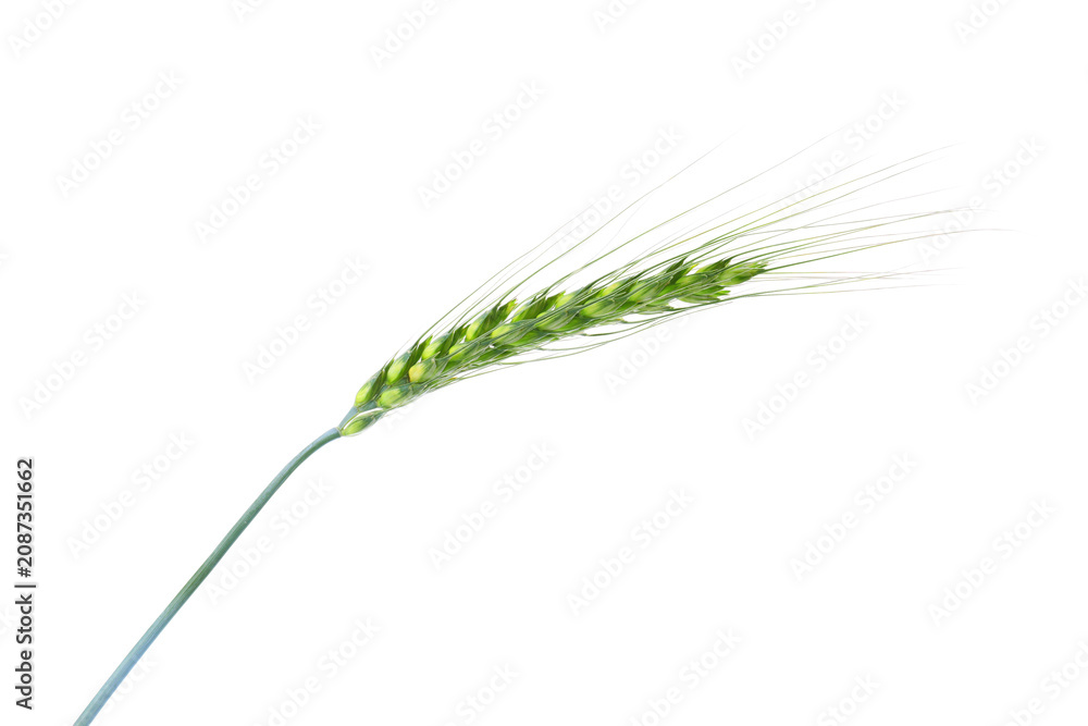 Fototapeta premium One green wheat spike isolated on white