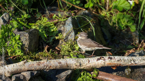 Cuadro en lienzo A northern waterthrush at the edge of a lake in Alaska