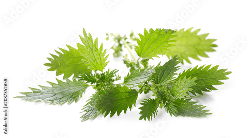 Bild auf Leinwand Green stinging nettle plants isolated on white