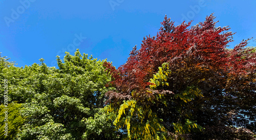 A vibrant sweep of green, red, and yellow foliage rises along the roadside, each hue sharpened by the clarity of a deep blue sky. The colours feel almost luminous in Shelf, Bradford, UK