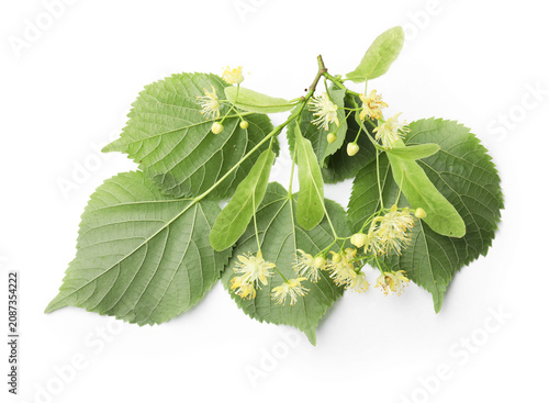 Canvastavla Linden tree branch with blossoms and leaves isolated on white, top view