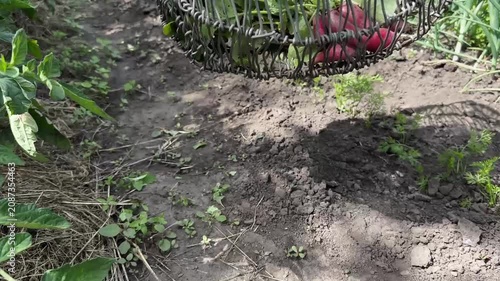 A top-down shot of a person placing freshly picked red radishes with green tops into a vintage metal wire basket on the ground, then lifting it up during a sunny day of organic gardening.
