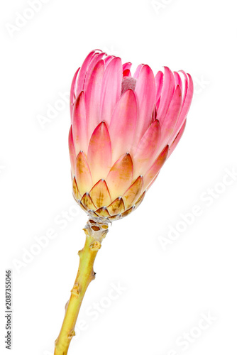 Obraz na plátně Beautiful king protea flower isolated on white