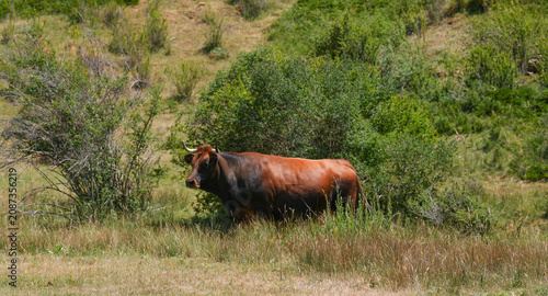 Foto Vaca en el pasto