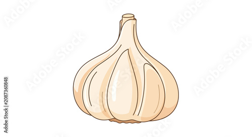 Bild auf Leinwand Isolated garlic bulb on white background.