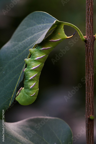 Close-Up of a Green Hawk Moth Caterpillar Feeding on a Leaf