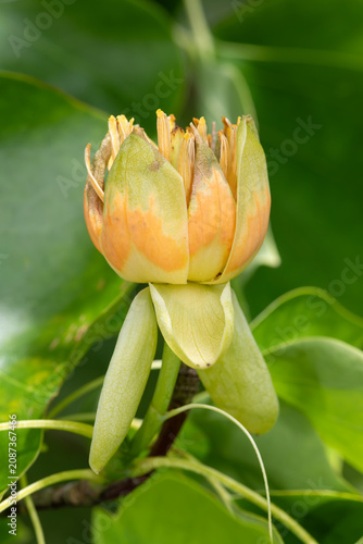 Cuadro en lienzo Close up of a tulip tree (liriodendon tulipifera) flower in bloom