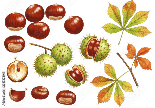 detailed watercolor botanical illustration of european chestnuts (castanea sativa) collection set with spiky burrs, nuts, and autumnal foliage on white, concept of scientific study
