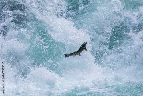 Obraz na płótnie Migrating Salmon at Stamp Falls