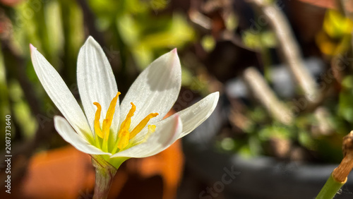 Horizontal close-up of a white rain lily flower (Zephyranthes candida) with a yellow center in sunlight. Sharp technical focus against a soft blurred background.